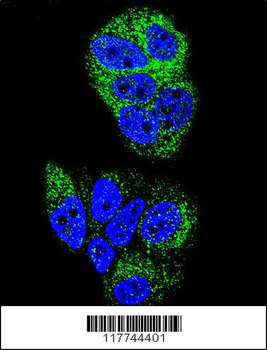 HNF4A Antibody (N-term)