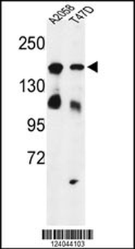 HDLBP Antibody (Center)