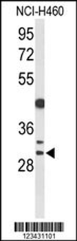 CCNB1IP1 Antibody (C-term)