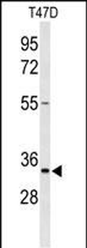 TSPAN33 Antibody (C-term)
