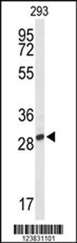 PNPO Antibody (C-term)