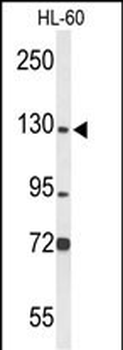 MCM2 Antibody (C-term)