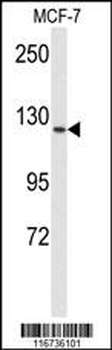 VGFR1 Antibody