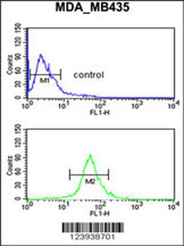 GABRD Antibody (Center)