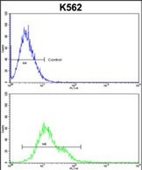 PLCB2 Antibody (N-term)