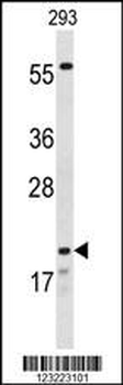 CLDN8 Antibody (Center)