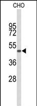 GORAB Antibody (N-term)