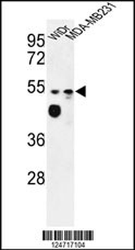MALD2 Antibody (C-term)