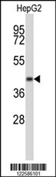 ERGIC3 Antibody (N-term)