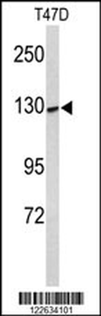 KCNH7 Antibody (N-term)