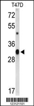 CD47 Antibody (C-term)