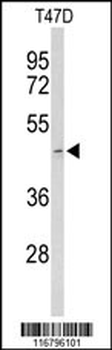 ACR Antibody (Center)