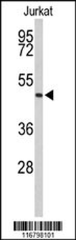 ACR Antibody (C-term)