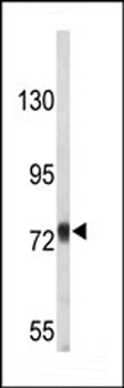 APP-Y756 Antibody