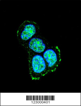 JIP1 Antibody (C-term)