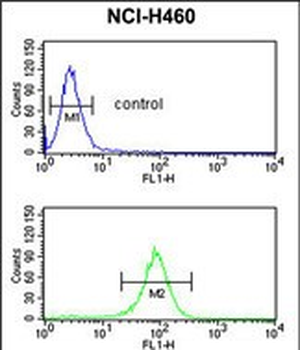 EXOC5 Antibody (C-term)