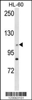 C14orf145 Antibody (Center)