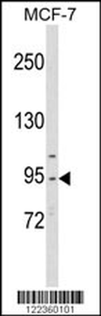 CDC5L Antibody (Center)