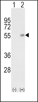 HP Antibody (Center)