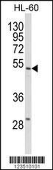SELENBP1 Antibody (C-term)