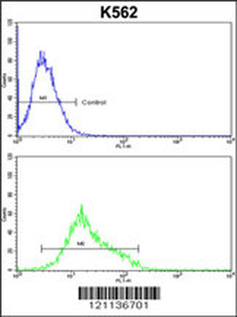 MFN2 Antibody (Center)