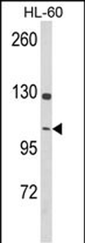 DNM3 Antibody (Center)