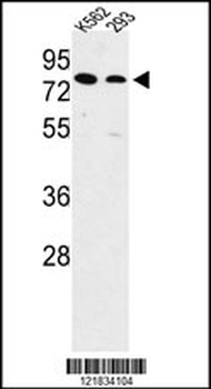 SLC3A1 Antibody (Center)