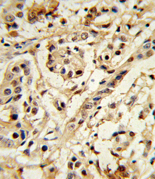 BMI1 Antibody