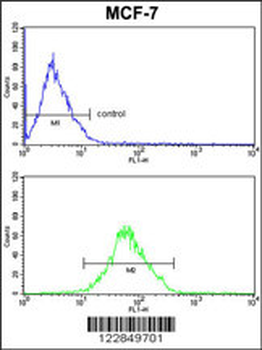 ARPC1B Antibody (Center)