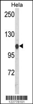 HSPA4L Antibody (C-term)