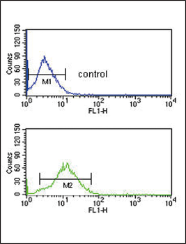 BDK_1 Antibody (Center)