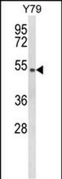GTF2H4 Antibody (Center)