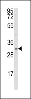 SNAI Antibody