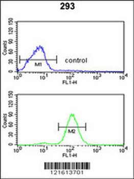 CAT Antibody (Center)