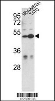 CEP55 Antibody (N-term)