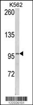 LPIN2 Antibody (Center)