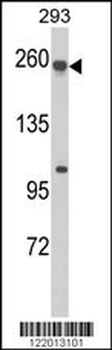 ABCC5 Antibody (Center)