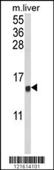 CCL3 Antibody (C-term)