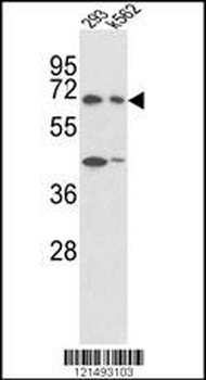 SHP2 Antibody (Y546)