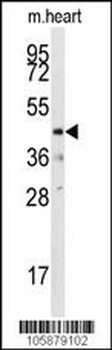 DUSP10 Antibody (N-term)