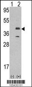 MVP Antibody (N-term)