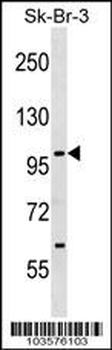 SNF1LK Antibody (C-term)