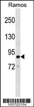 GRAF (OPHN1L) Antibody (Center)