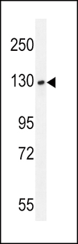 BUB1 (BUB1a) Antibody (C-term)