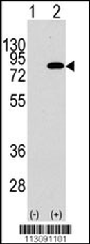 PIK3R2 Antibody (Y467)