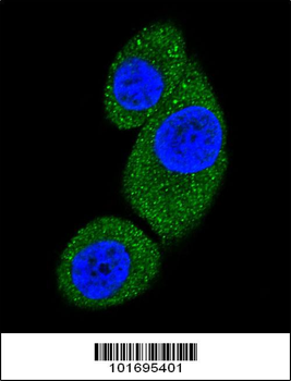 PI3KC3 Antibody (N-term)