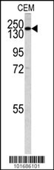 PI3KC2G Antibody (N-term)