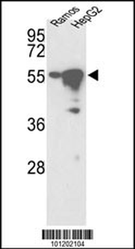 YSK Antibody (C-term)