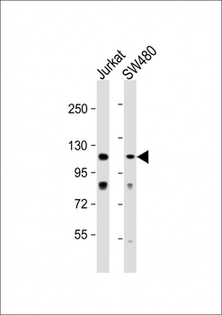 MLK1 Antibody (C-term)