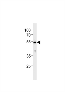 CYP26C1 Antibody (C-term)